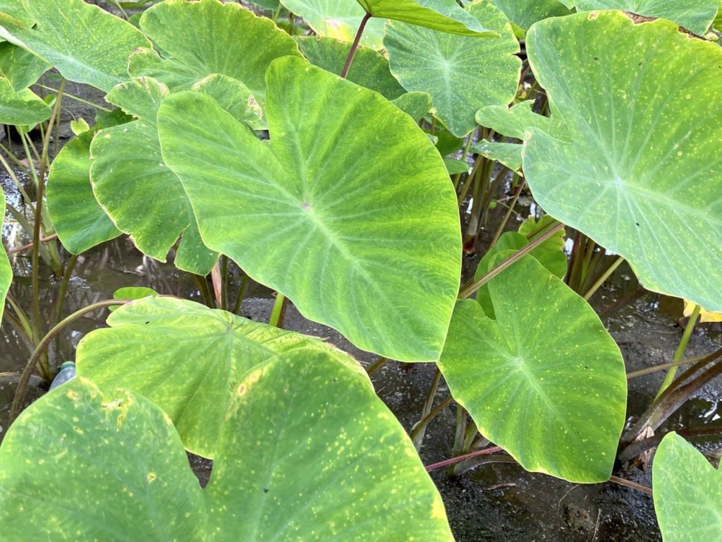 އަލަ ގަހަކުން ކެޔޮނިރެއް ނުފަޅާނެ